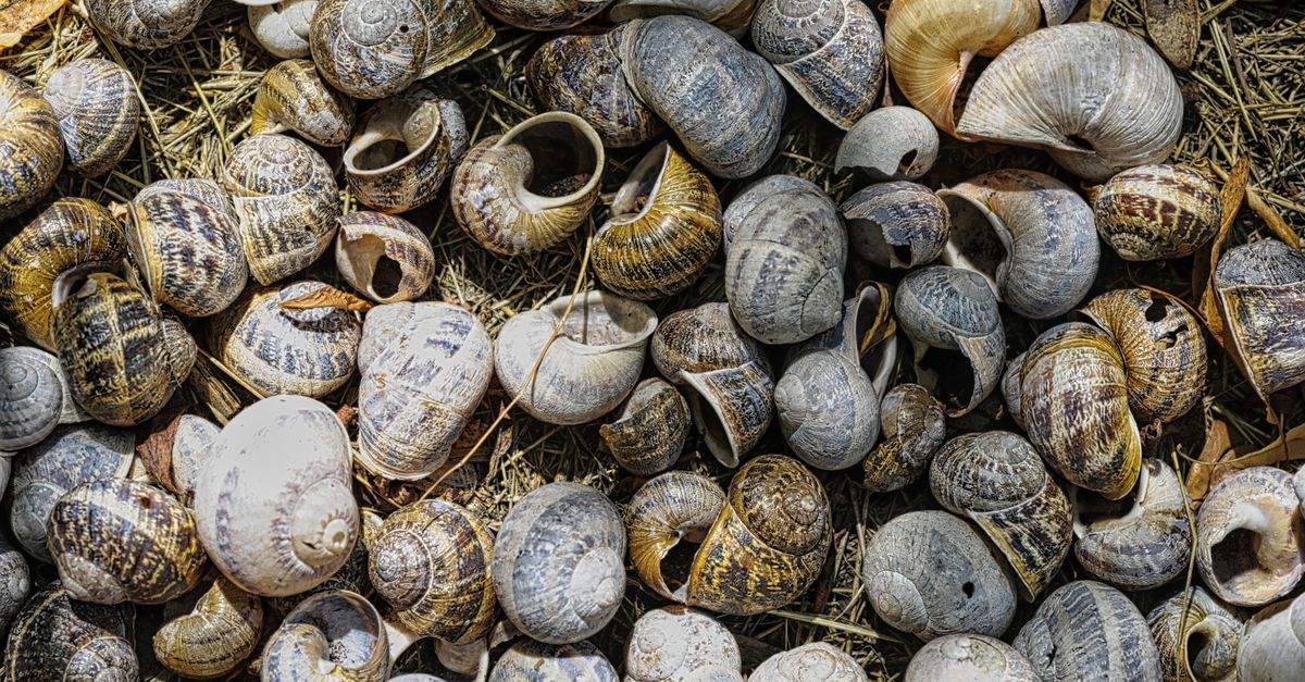 Shell palielina akciju atpirkšanu līdz 5 miljardiem dolāru