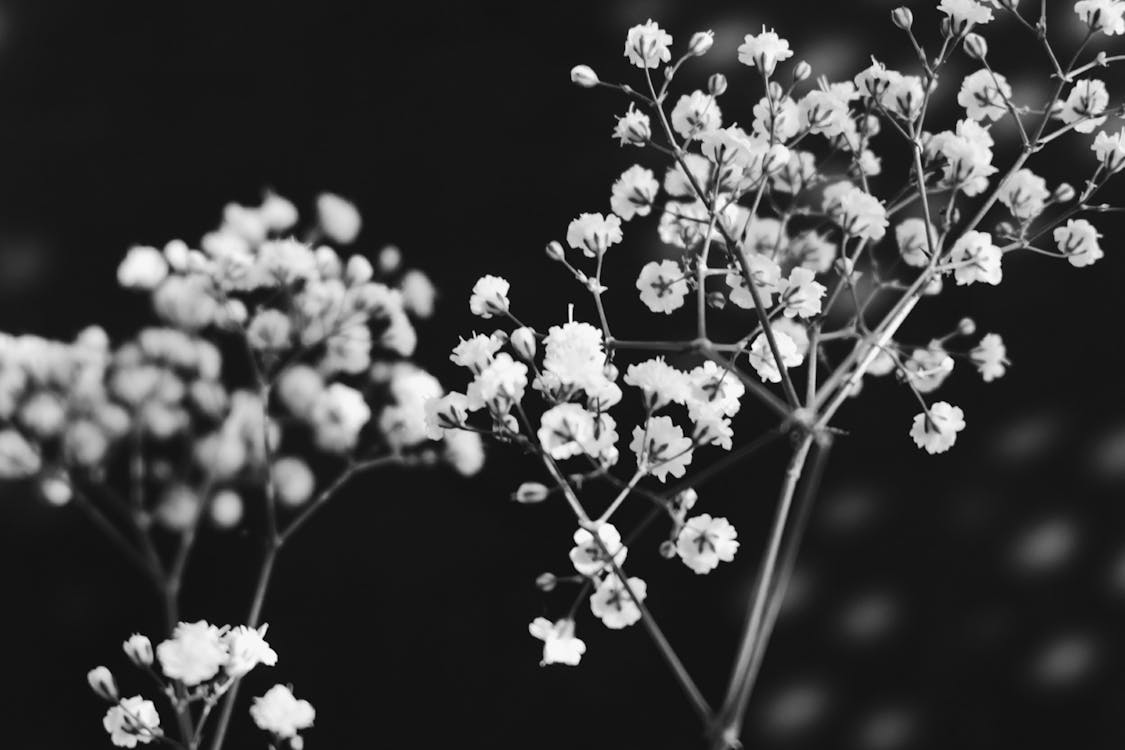 Free Grayscale Photography of Flowers in Bloom Stock Photo