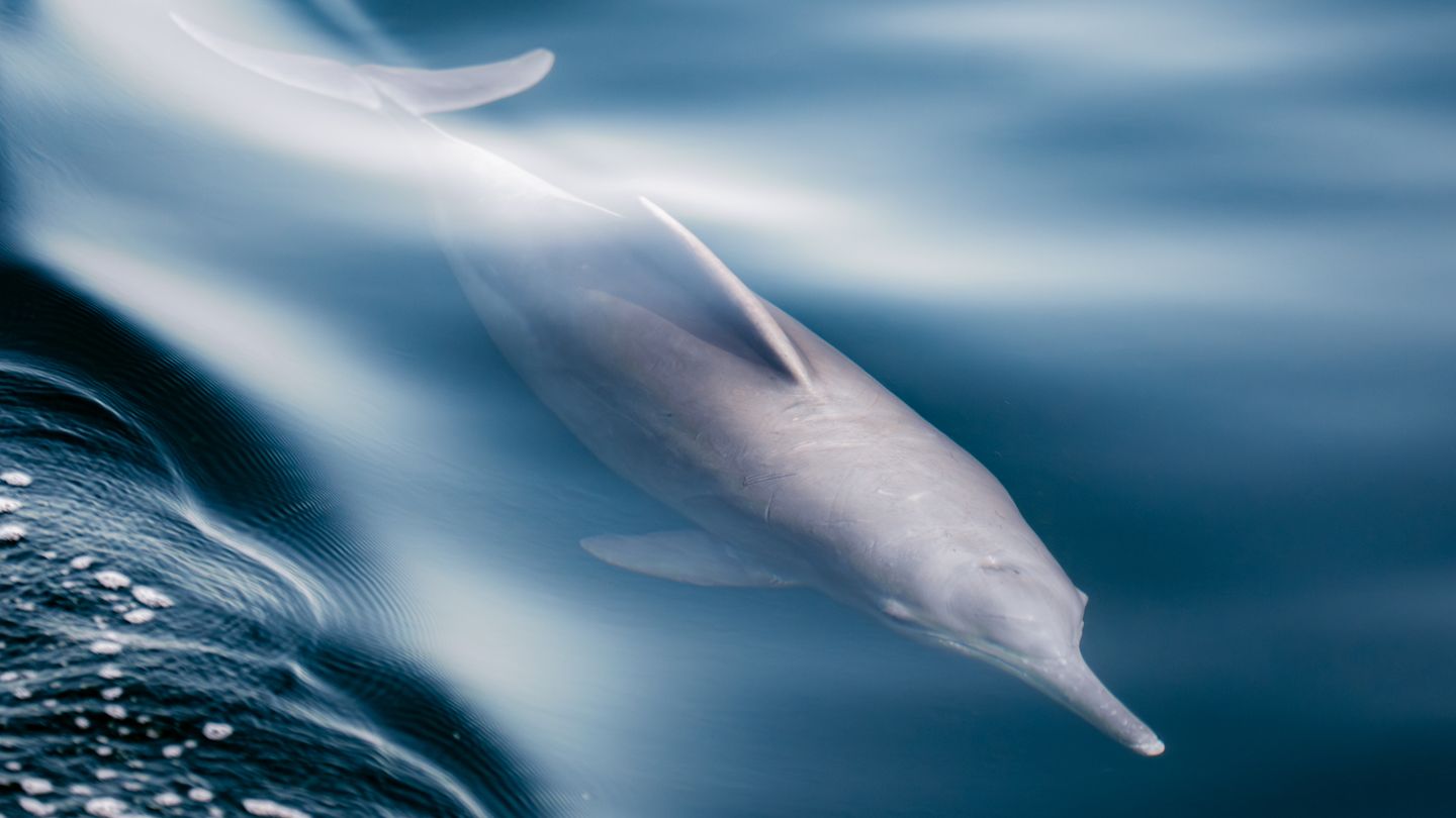 Oman Marine Life Guide: Dolphins, Turtles and Whale Sharks