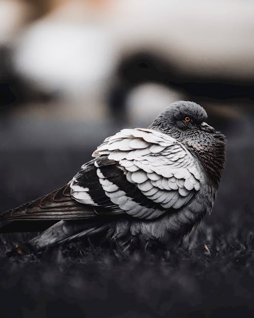 Selektiver Fokus Fotografie Der Grauen Taube