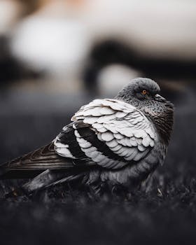 一只鸽子的特写细节，突出了它图案化的羽毛和生动的眼睛