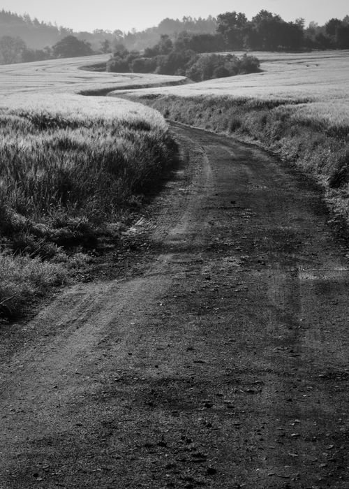 Free Black and white view of a winding rural dirt road through fields at sunrise in summer. Stock Photo