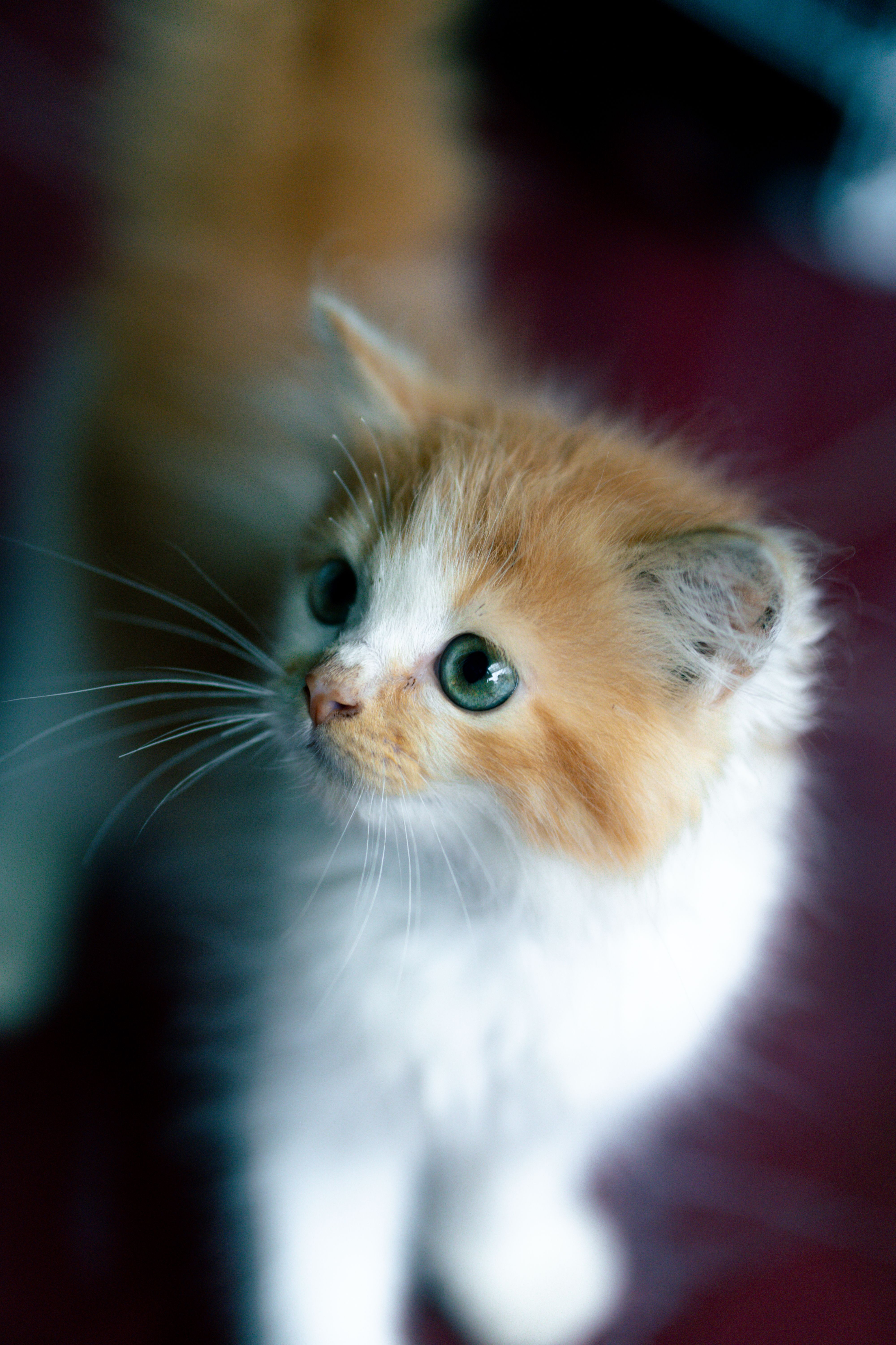 Adorable Orange and White Kitten with Green Eyes · Free Stock Photo