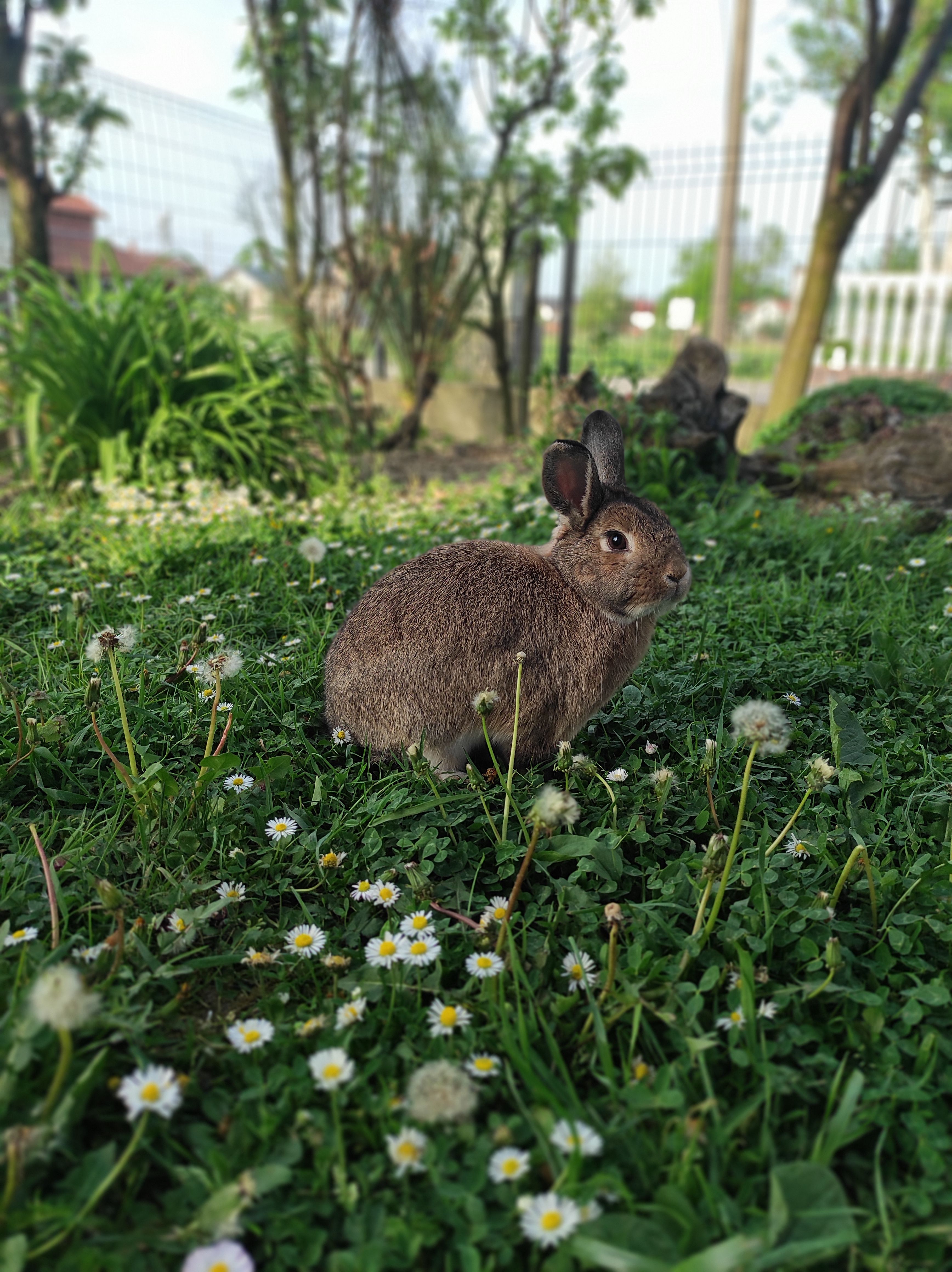 Cute Rabbit in a Lush Green Garden Setting · Free Stock Photo