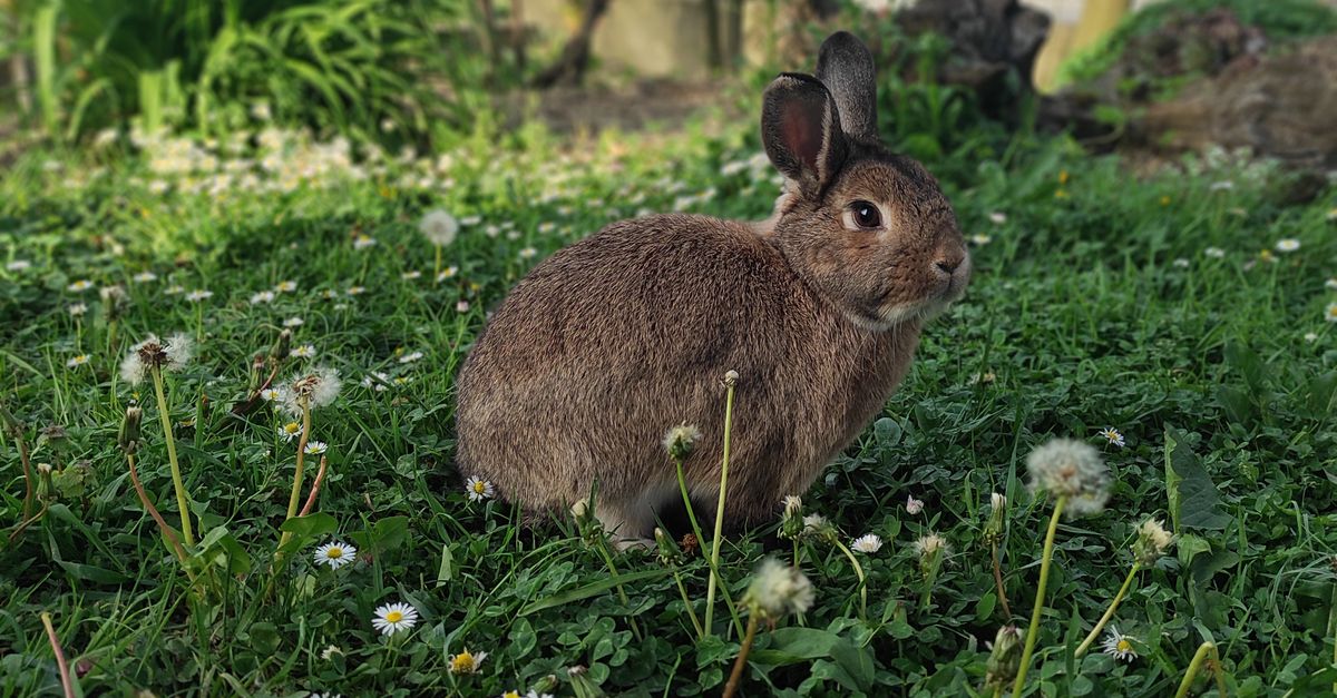 Lush Rabbits Cute Rabbit in a Lush Green Garden Setting · Free Stock Photo