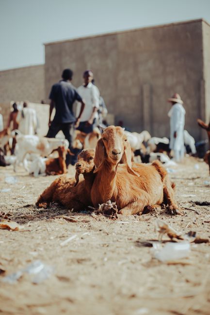 goat livestock market