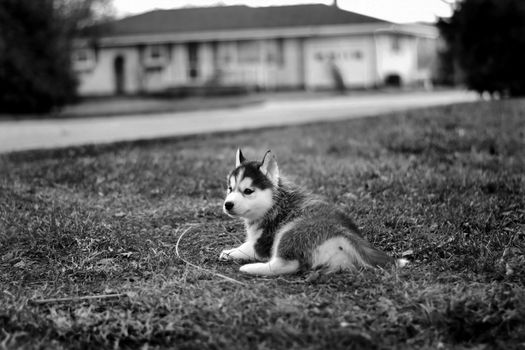 Adorable Siberian Husky puppy lying on grass in a peaceful outdoor setting, in black and white.