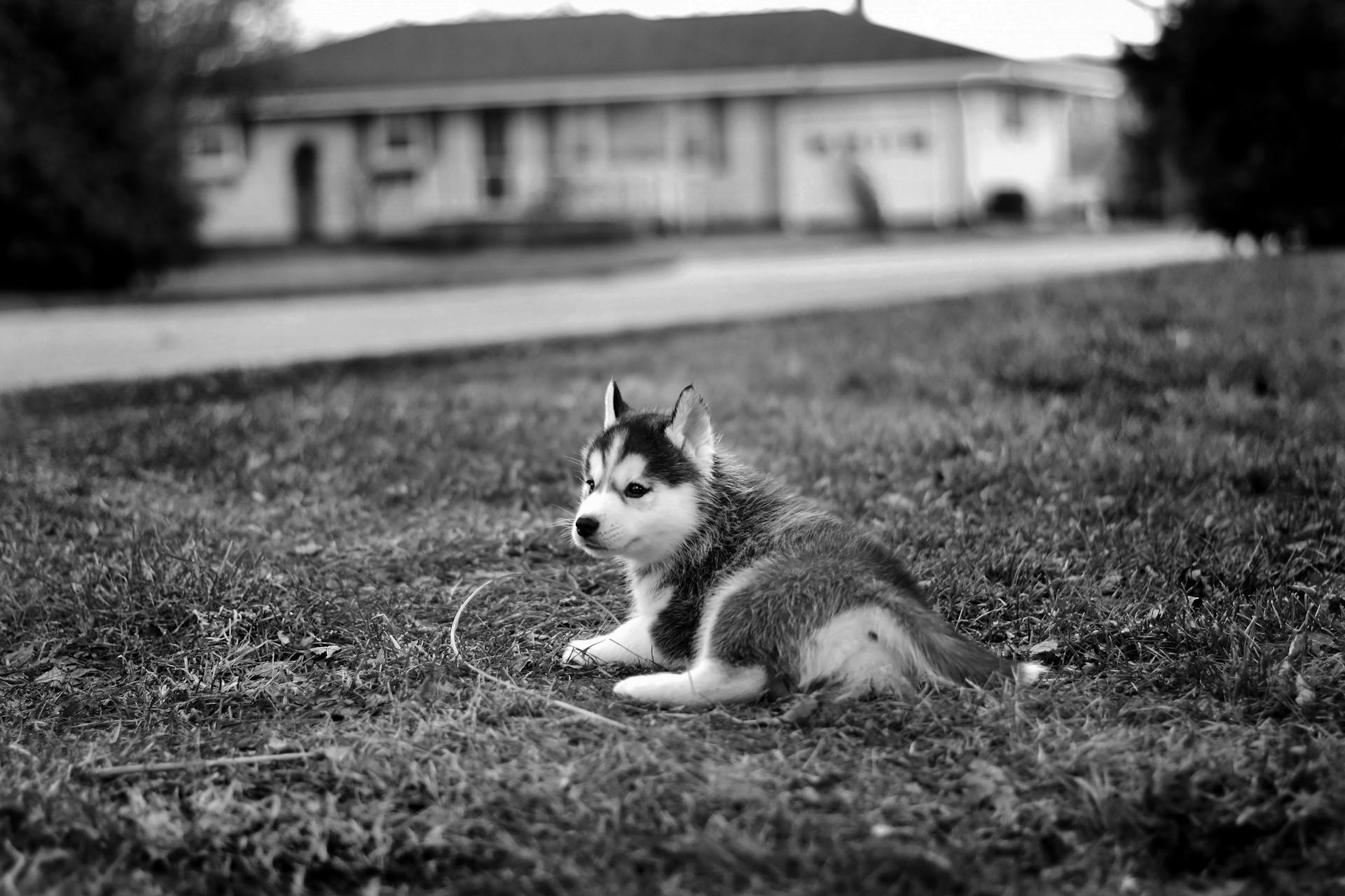 Grayscale Photo of Siberian Husky Lying on Grass