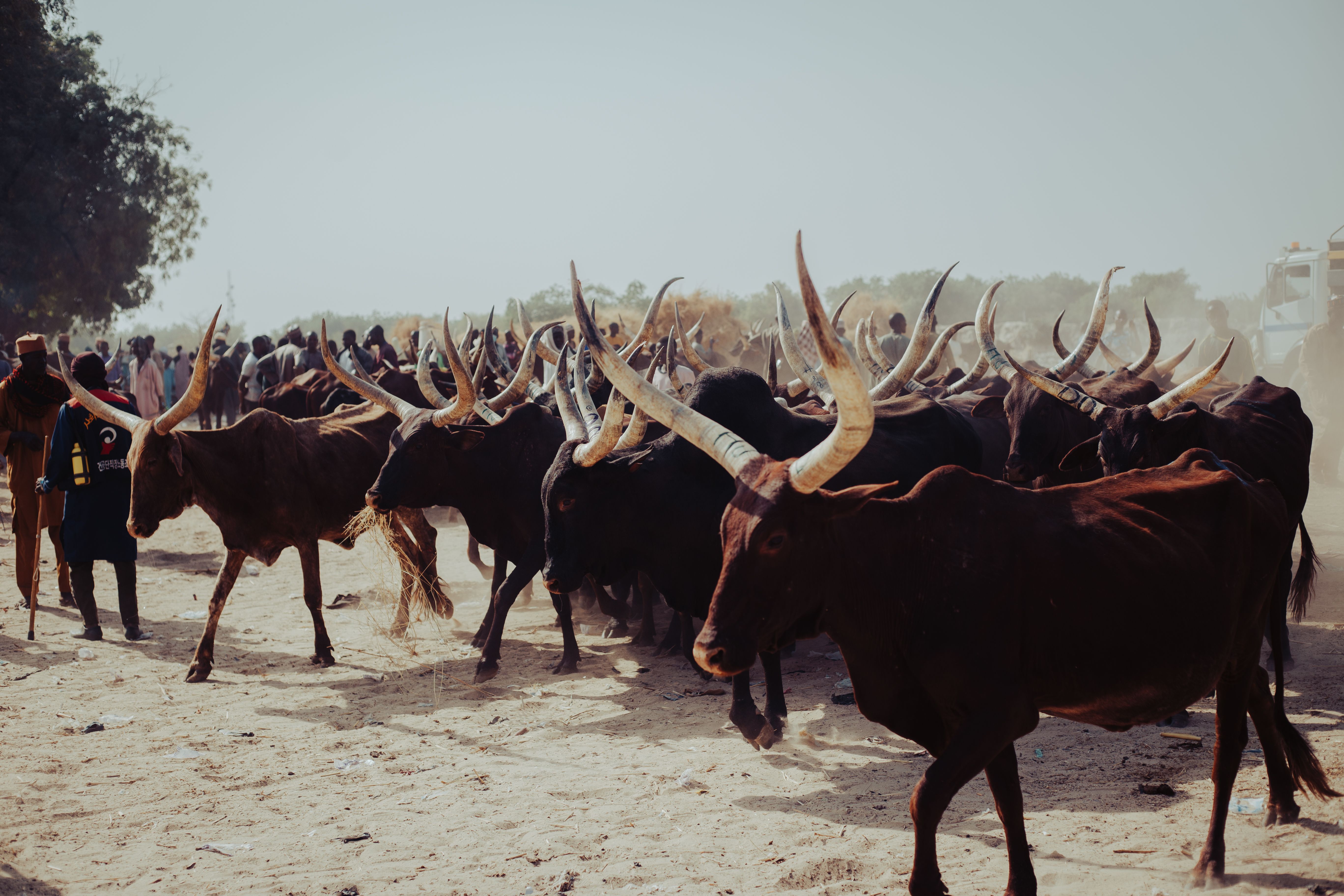 Traditional Cattle Herding with Ankole-Watusi Cattle · Free Stock Photo