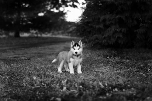 Grayscale Photo of Siberian Husky Puppy on Grass Field