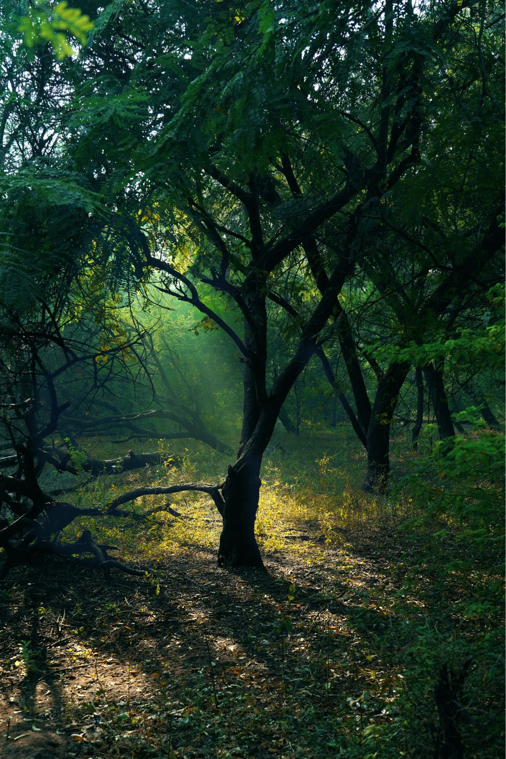 Waldlandschaft in Indien