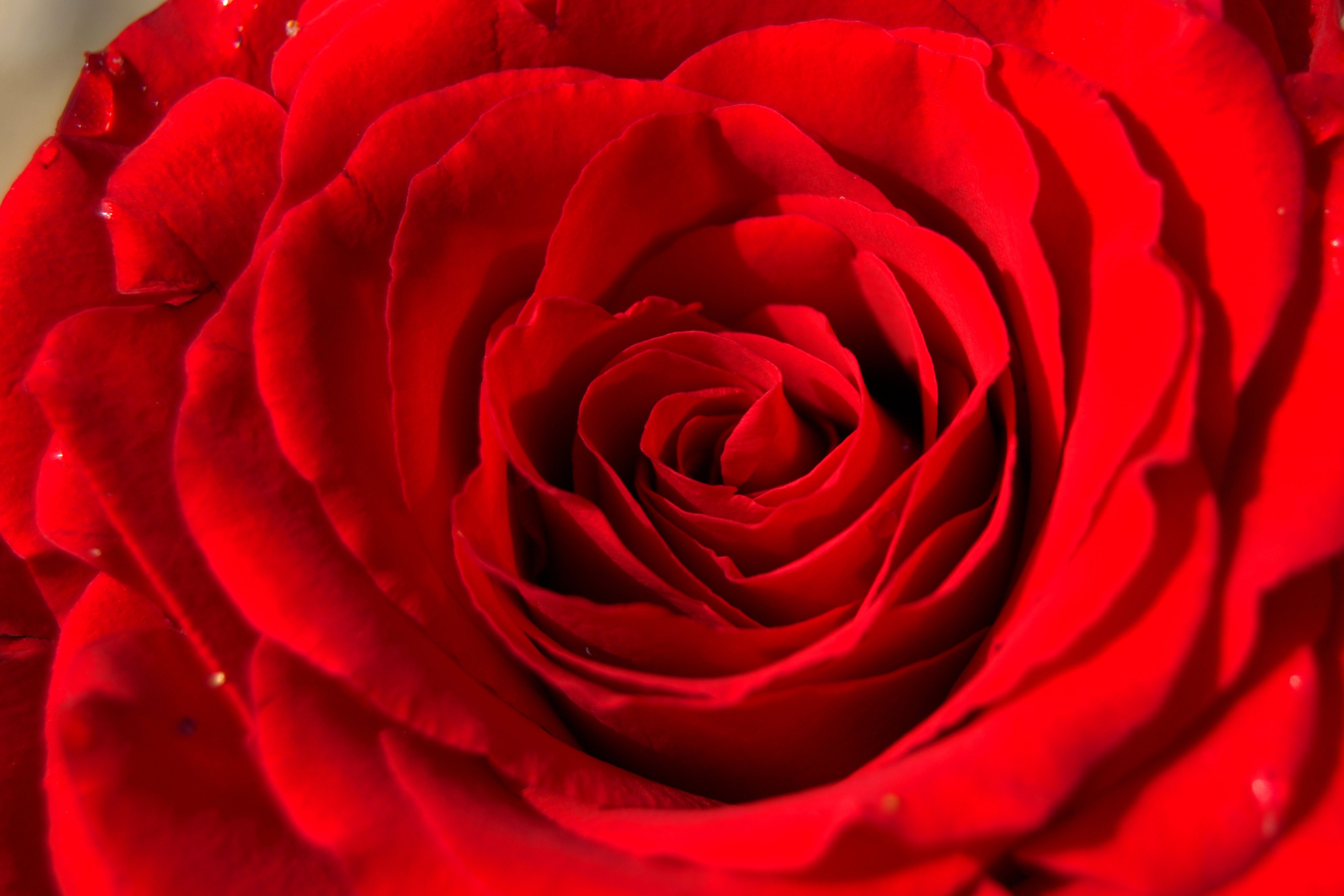 Close-Up of a Vibrant Red Rose Bloom · Free Stock Photo