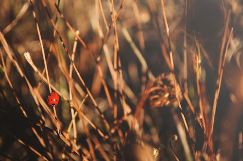 Free stock photo of animal, dry, grass