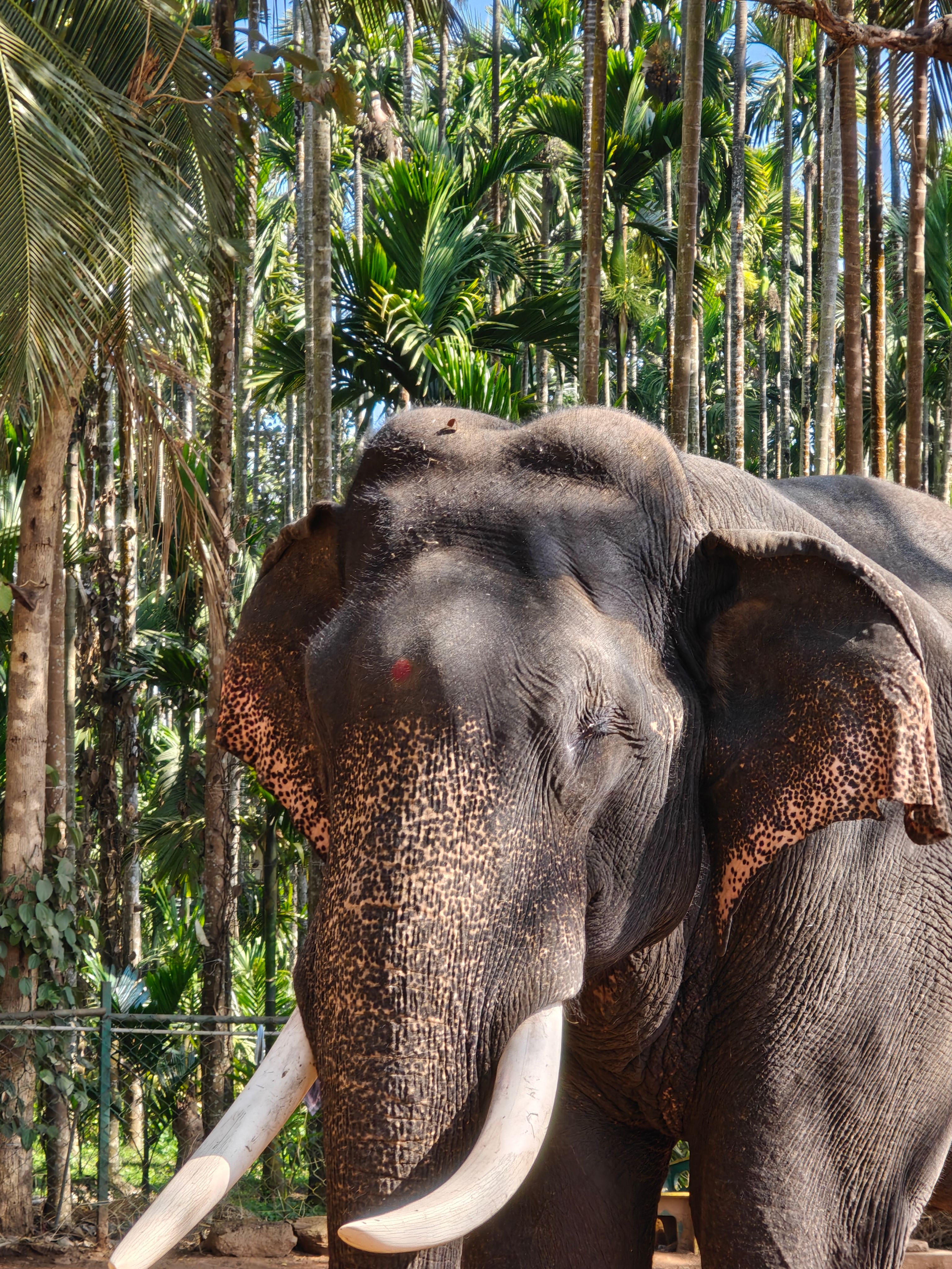 A majestic elephant standing amidst a lush, sunlit tropical forest.