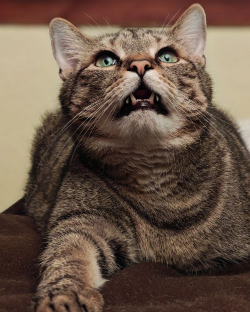 Free A striped tabby cat with green eyes gazing upward, teeth visible, on a cozy brown surface. Stock Photo