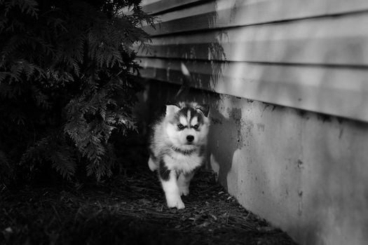A striking black and white image of a Siberian Husky puppy exploring outdoors.