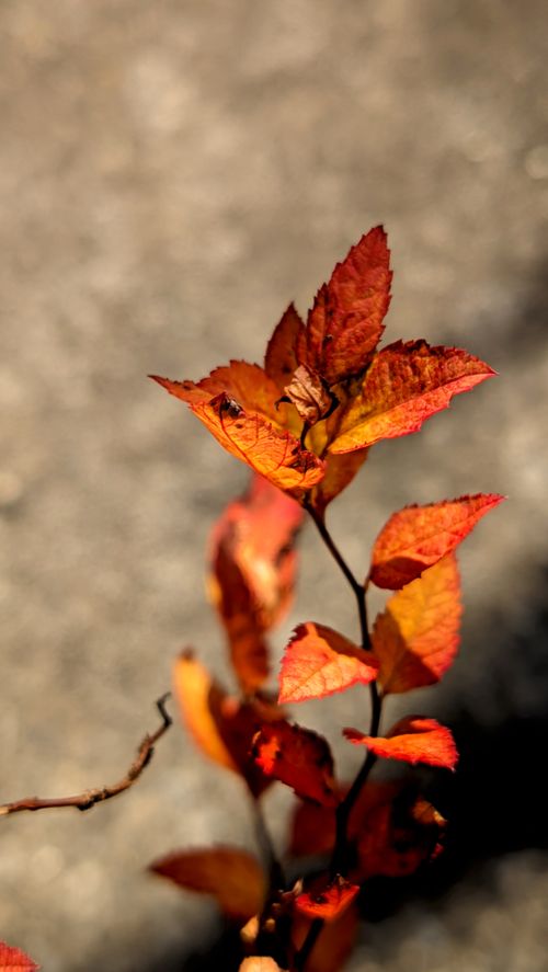 Free Close-up of vibrant red spirea leaves against blurred background, showcasing autumn colors. Stock Photo