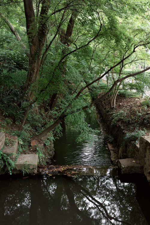 Free A serene stream flows through a lush, green forest setting, reflecting the surrounding trees. Stock Photo