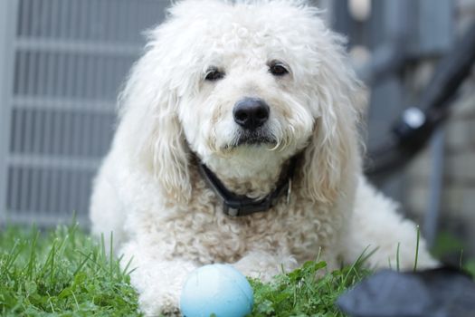 A fluffy poodle lies on the grass with a toy ball, showcasing calm and playful vibes.