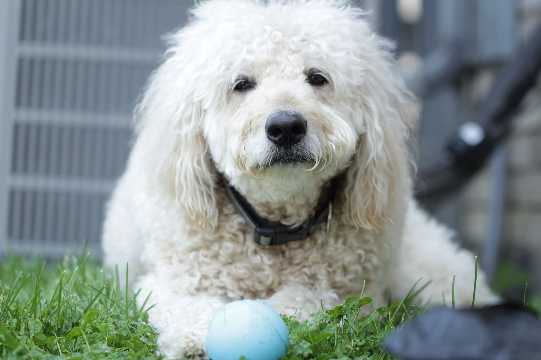 A fluffy poodle lies on the grass with a toy ball, showcasing calm and playful vibes.