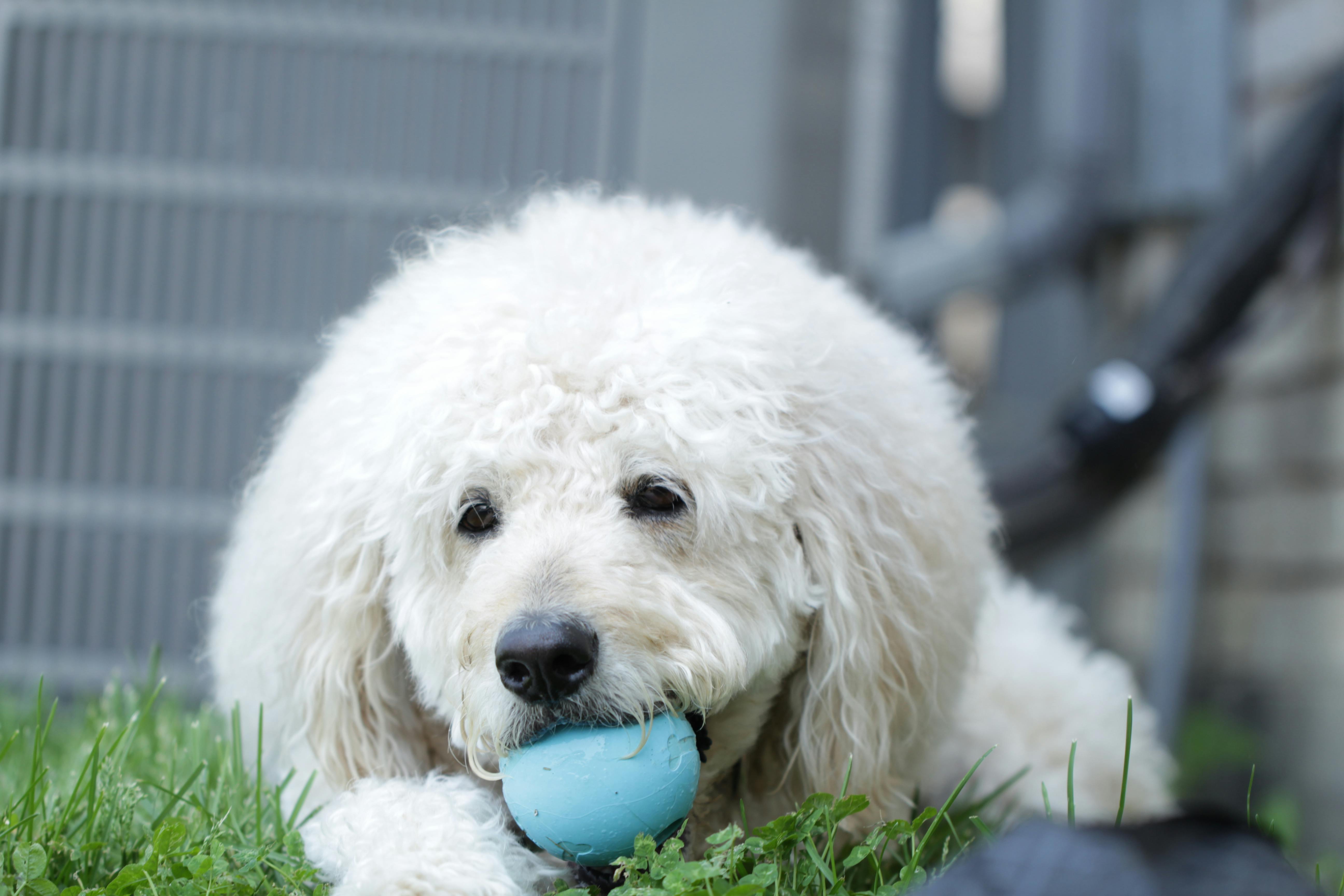 Innovative PET technology will enable precise multitracer imaging of the brain - UC Santa Cruz — Photo by Joshua B on Pexels