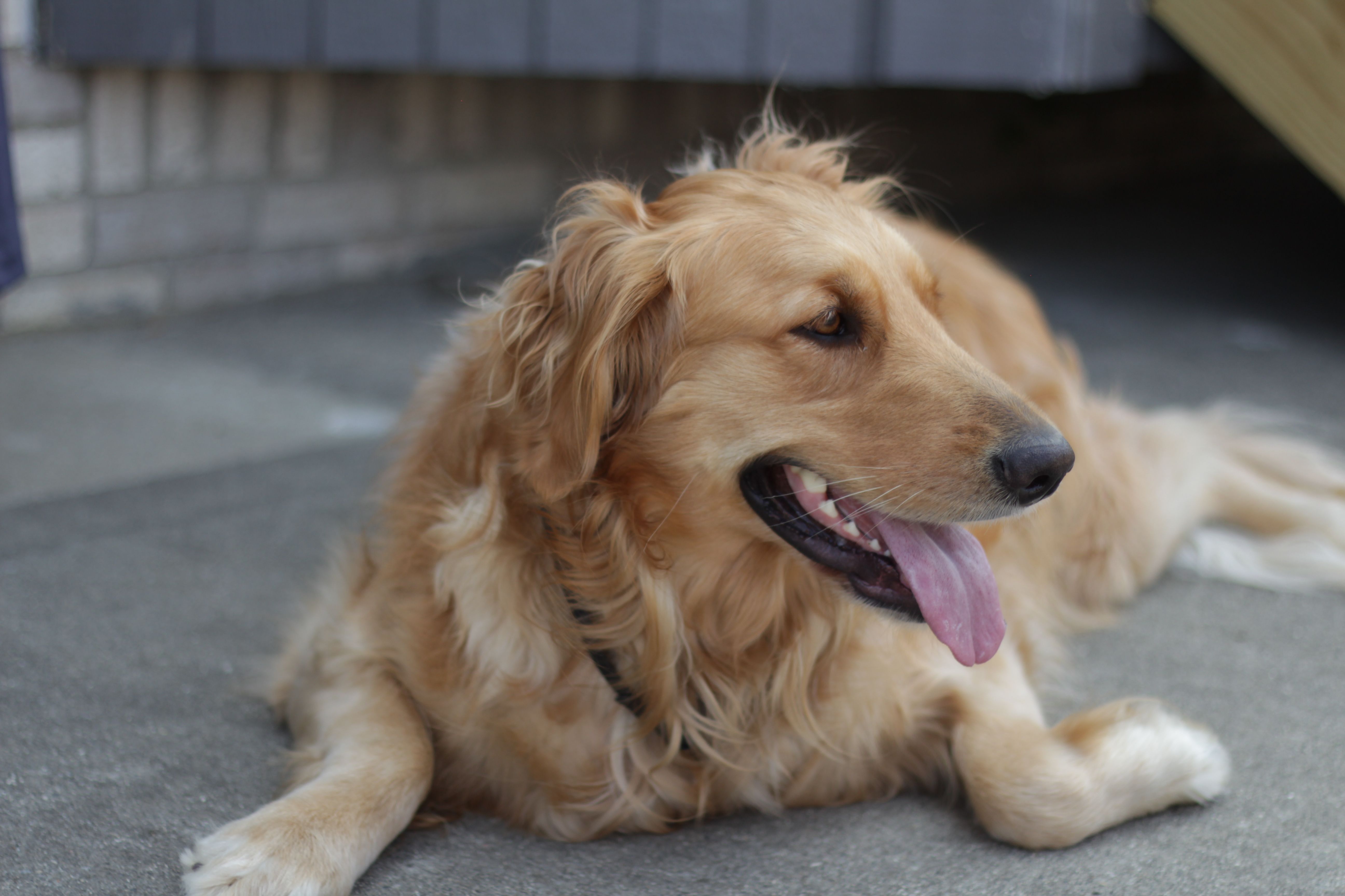 Charming golden retriever lounging outdoors with tongue out, enjoying the day.