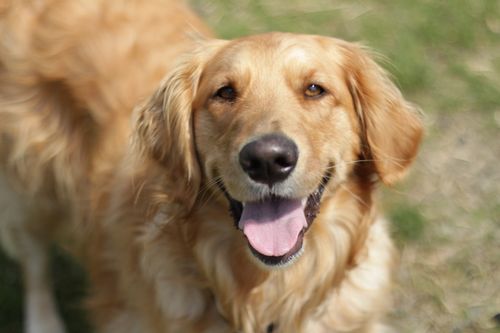Free Close-up of a cheerful Golden Retriever outdoors in natural light, showcasing joy and playfulness. Stock Photo