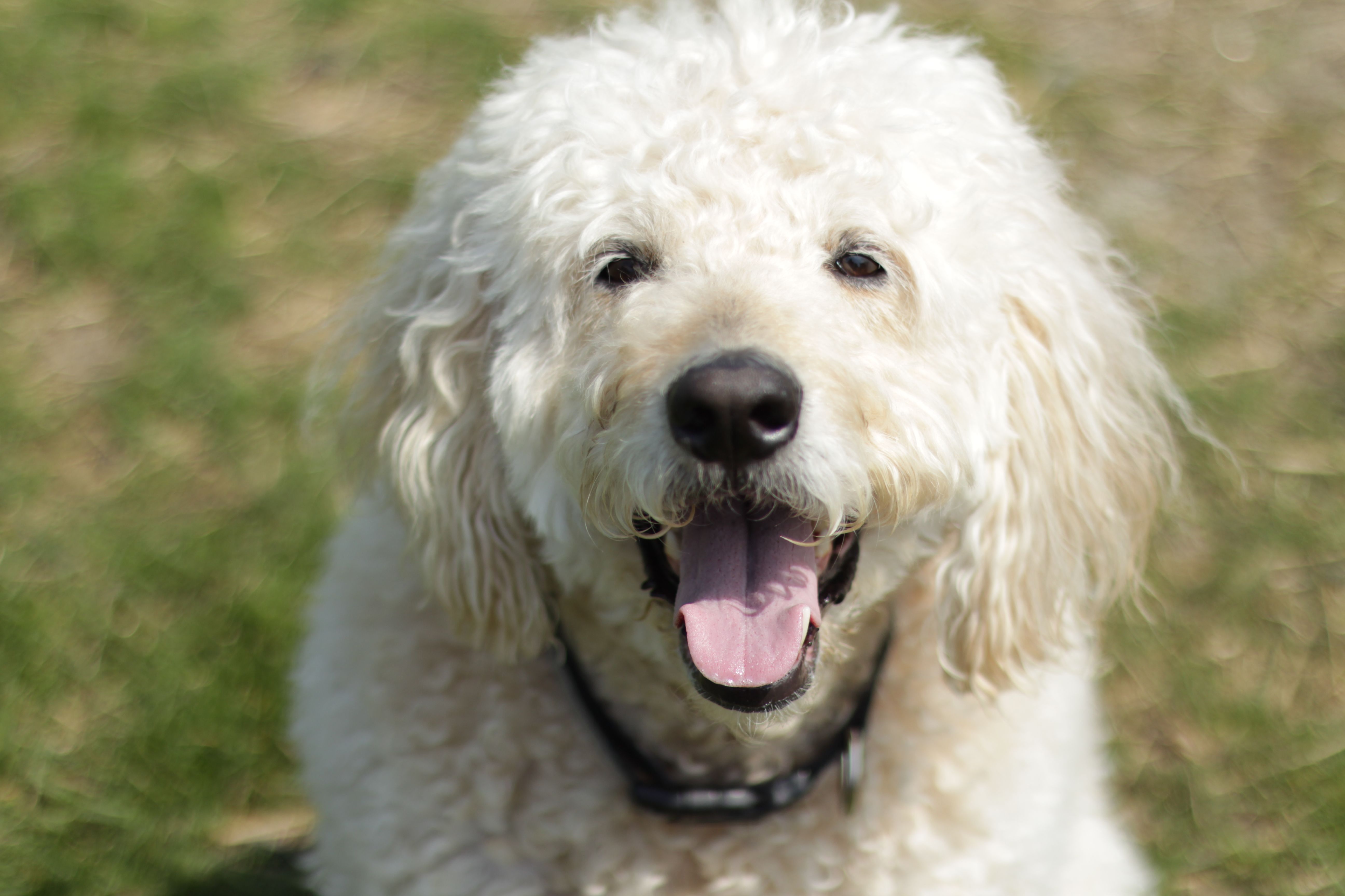 Happy Poodle in the Park on a Sunny Day · Free Stock Photo