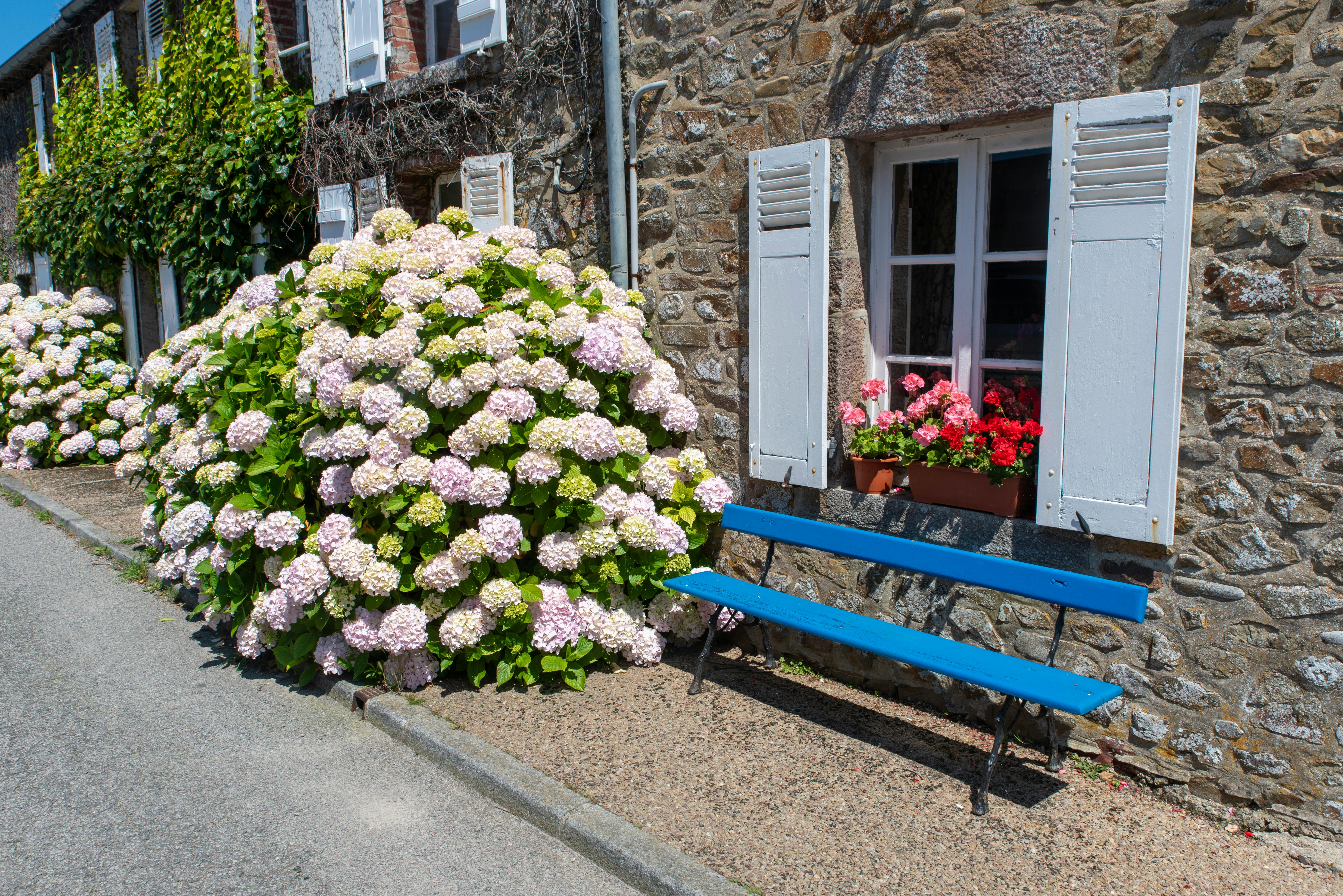 Charmante maison en pierre avec fleurs et banc bleu, La Hague, Normandie.