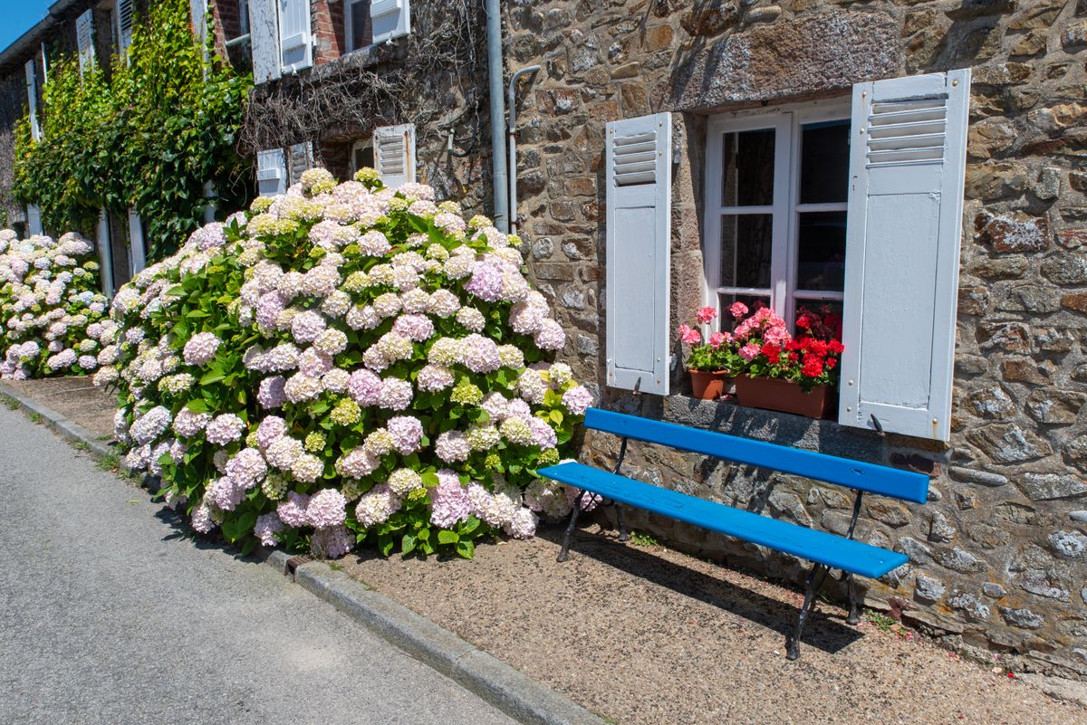 Maison en pierre et hortensias à La Hague