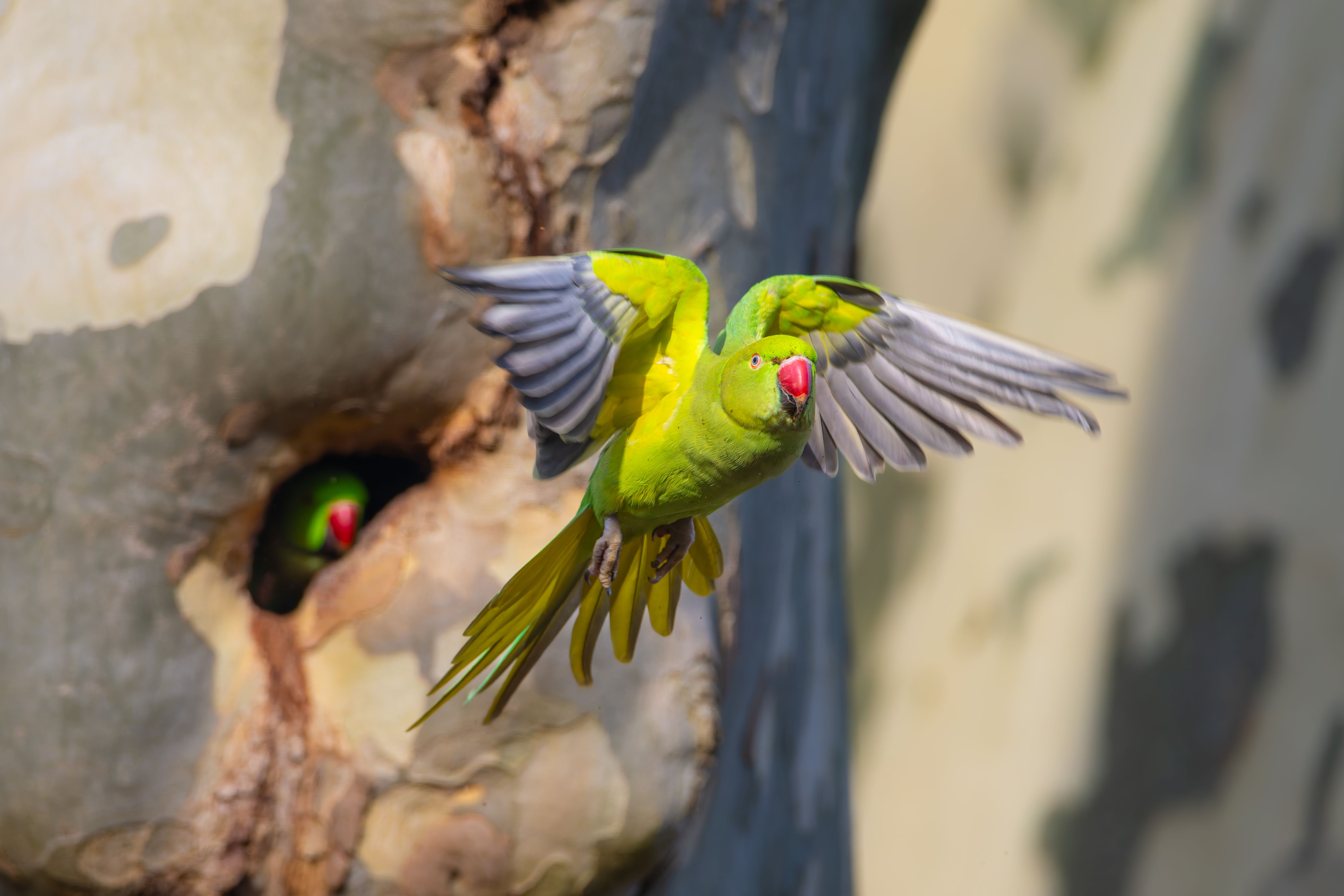 Vibrant Ring-Necked Parakeet in Flight Near Tree Hollow · Free Stock Photo