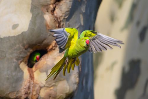 Free A stunning green ring-necked parakeet flying near a tree hollow, showcasing its vivid plumage and natural habitat. Stock Photo