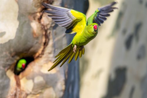 Free Dynamic capture of a ring-necked parakeet flying from a tree hollow. Stock Photo