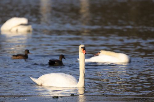 Free Beautiful swans and ducks on a serene winter lake, showcasing nature's elegance. Stock Photo