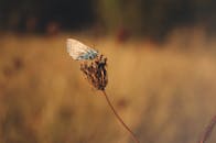 宏观镜头下，一只蝴蝶栖息在阳光明媚的田野中干燥的植物上，展现了自然之美