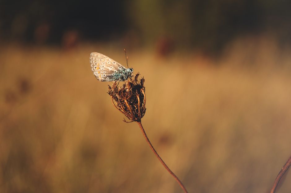 Uniquely Common
