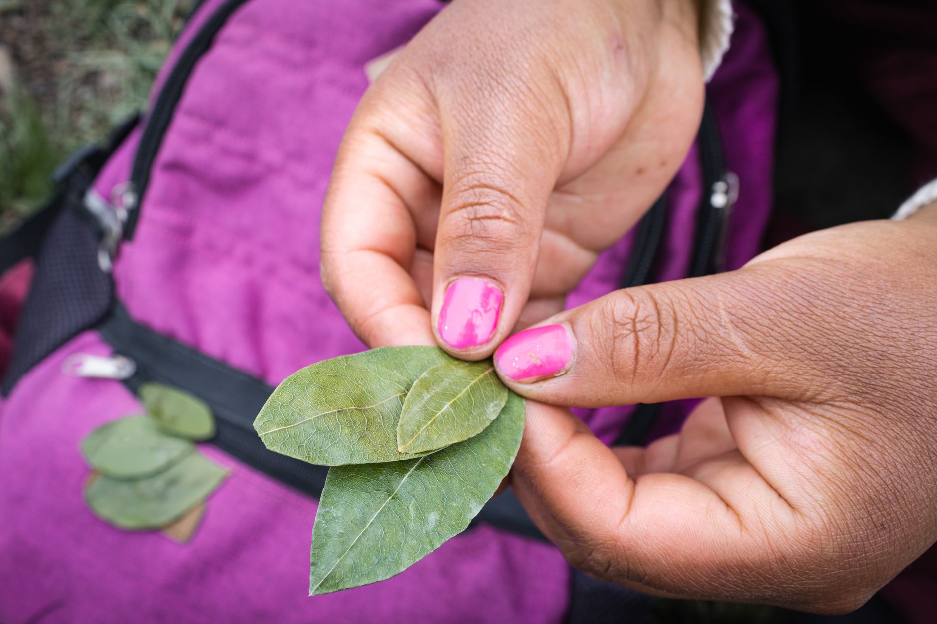 Hands holding a handful of green coca leaves during a traditional Andean ritual