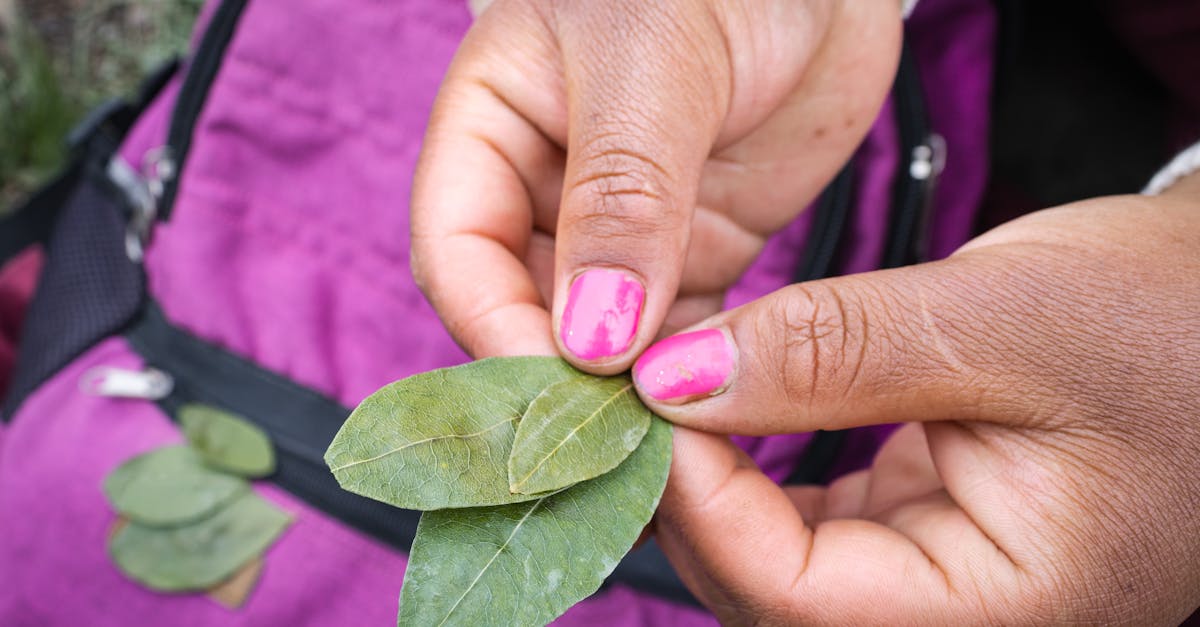 Voyage au cœur de la médecine traditionnelle mexicaine