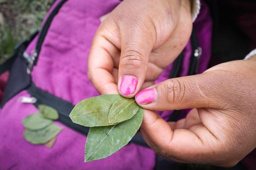 Hands holding coca leaves in a traditional Andean ritual in Cayma, Peru.