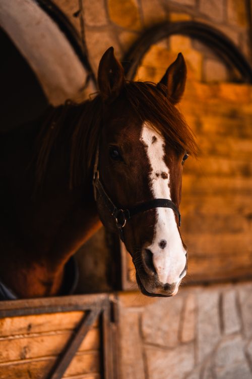Free A brown horse with white blaze stands in a stable, looking out. Calm and serene setting. Stock Photo