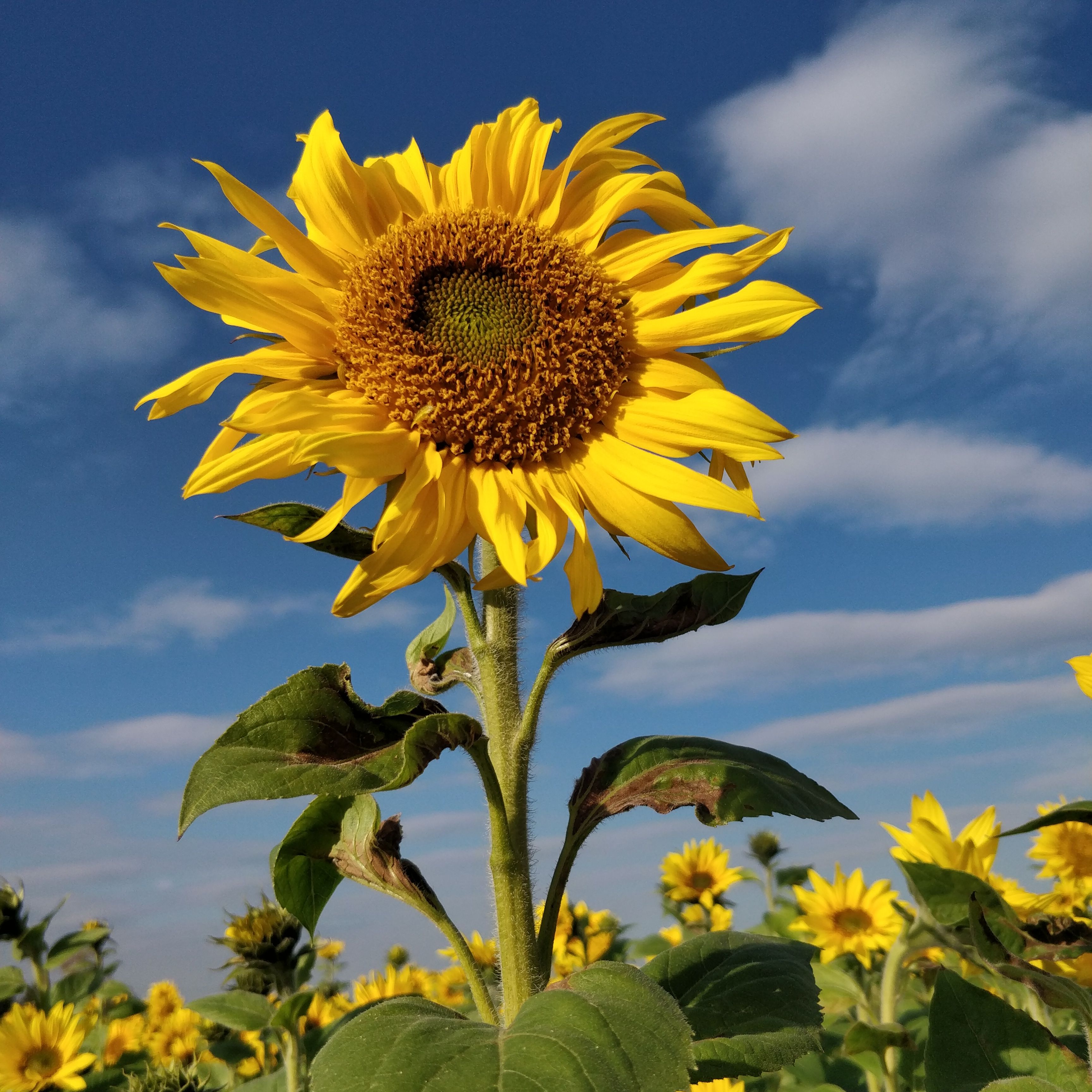Vibrant Sunflower Field Under Blue Sky · Free Stock Photo
