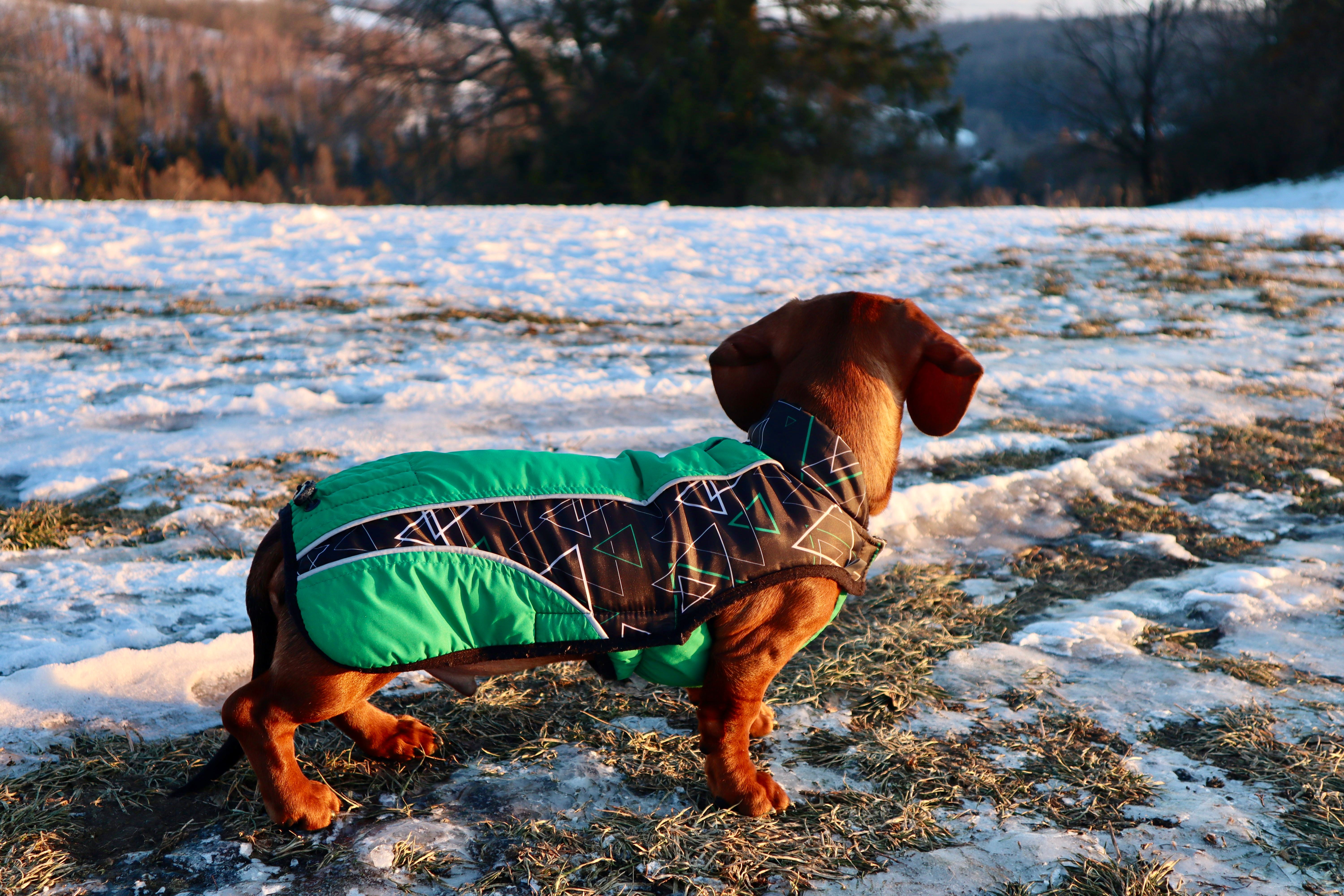Top Budget Dog Jackets for Winter (2026) – Expert Picks to Keep Your Dog Warm Without Breaking the Bank