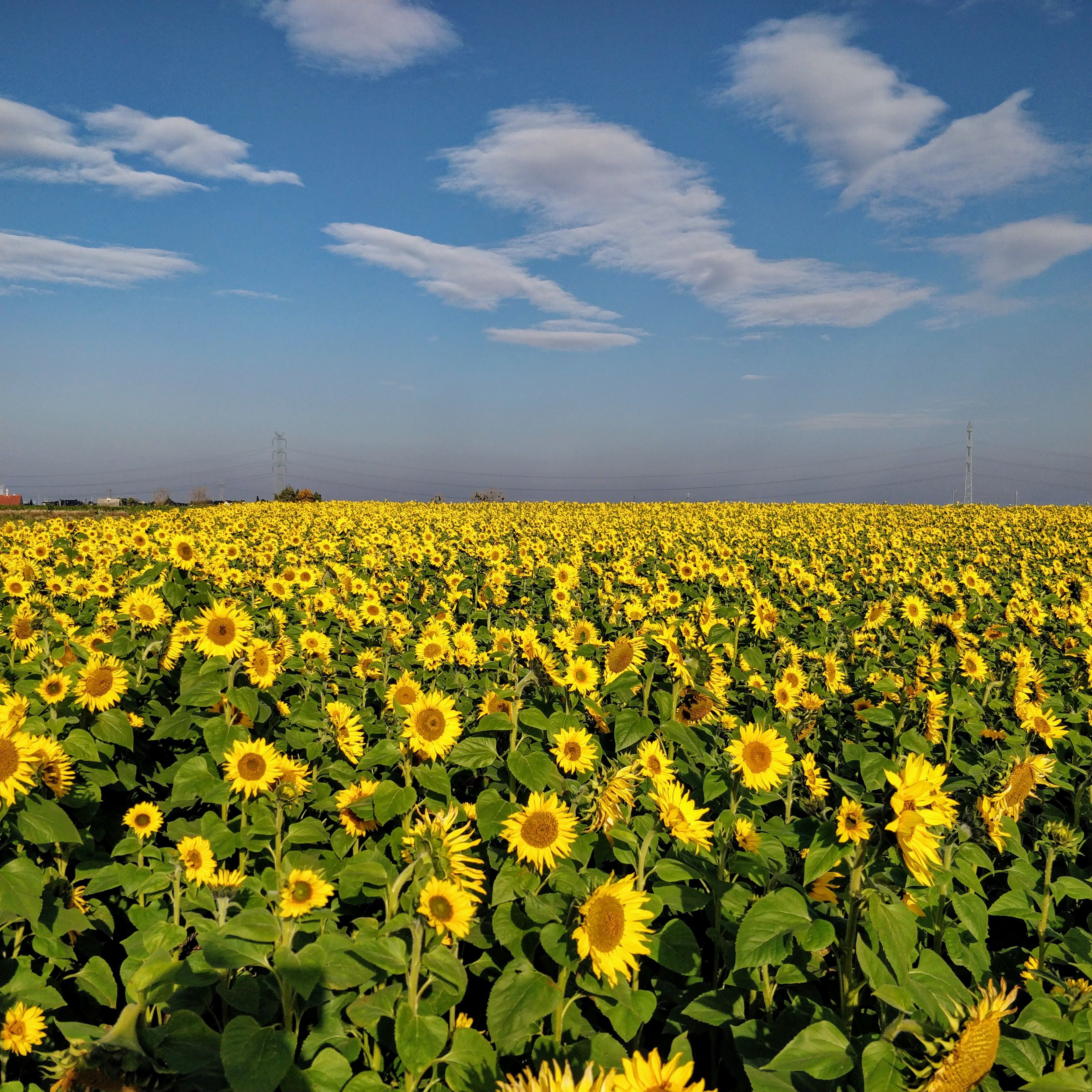 Vast Field of Blooming Sunflowers Under Clear Sky · Free Stock Photo