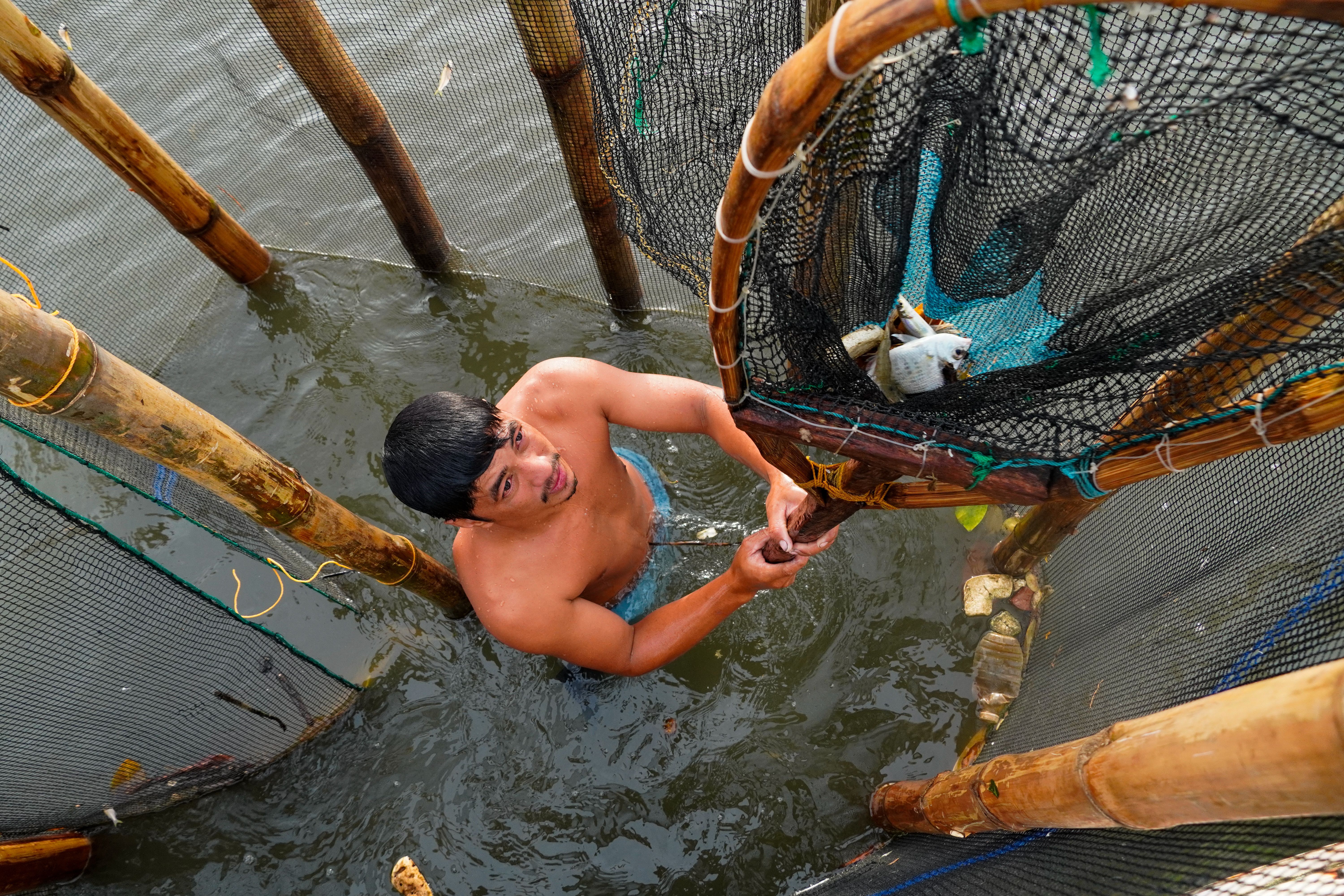 Fisherman Harvesting Fish in Bamboo Fish Pen · Free Stock Photo