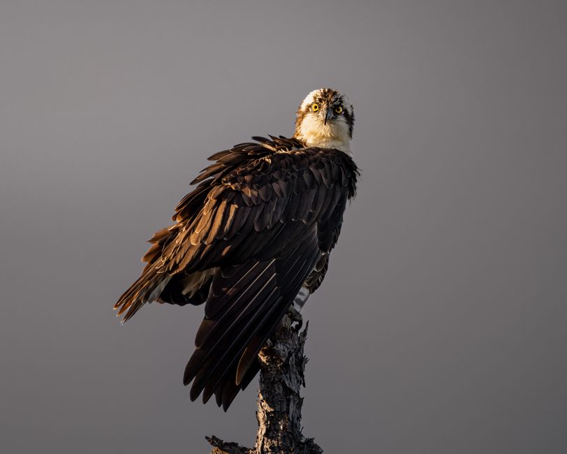 Close-up view of an osprey perched on a tree branch against a neutral background, captured in natural light.