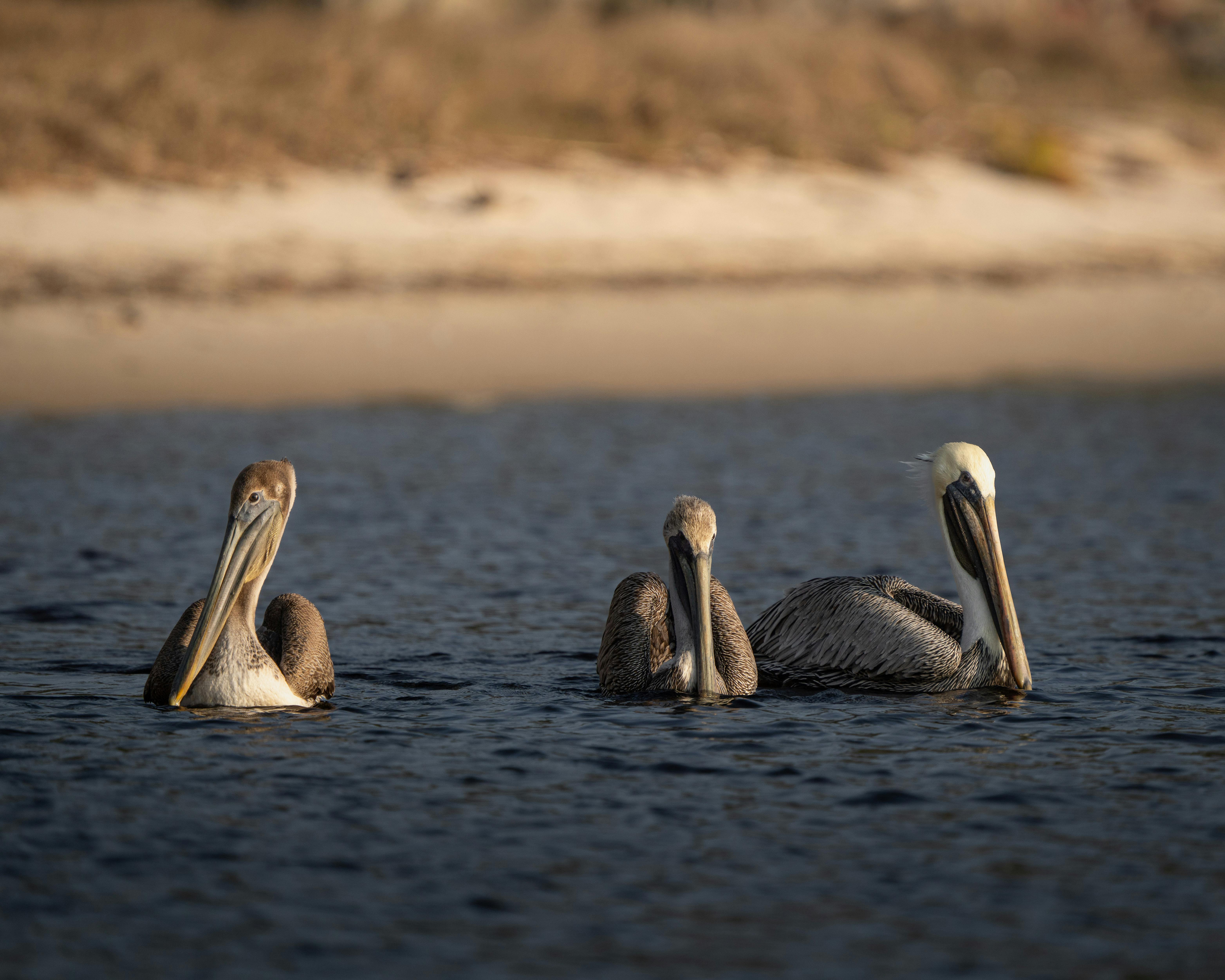 台日國際野鳥寫真交流展在北海道鶴居村盛大開幕