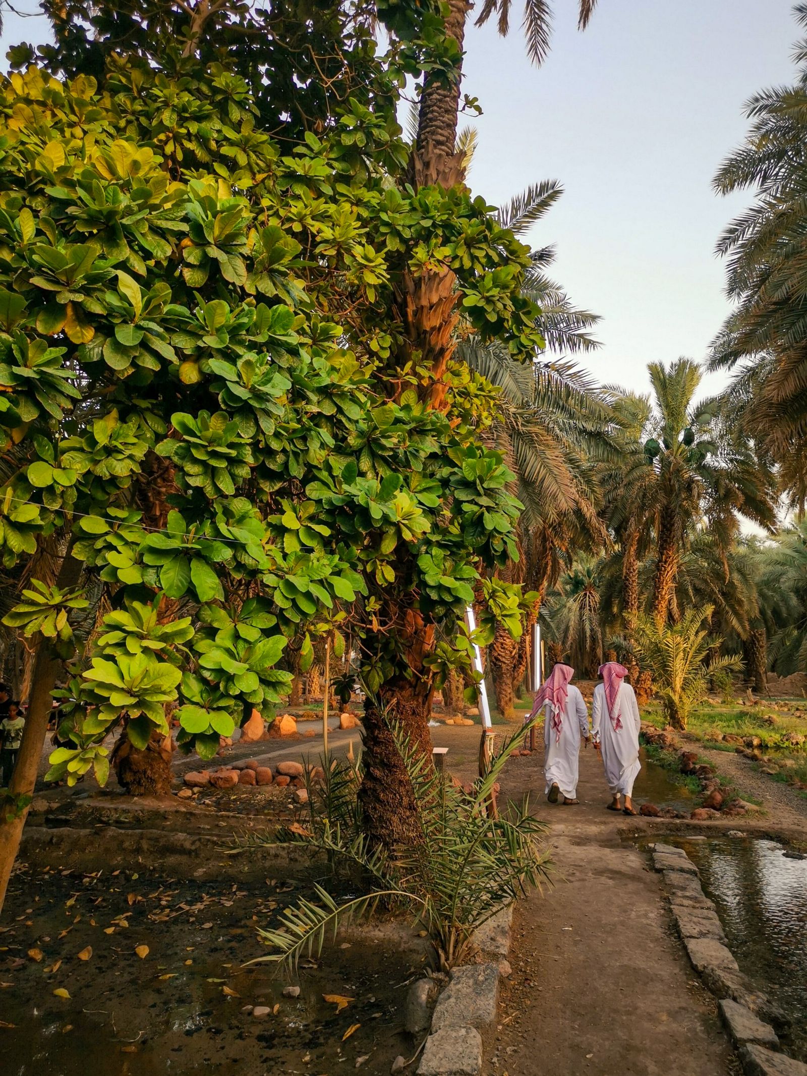 Saudi landscape with palms and traditional attire