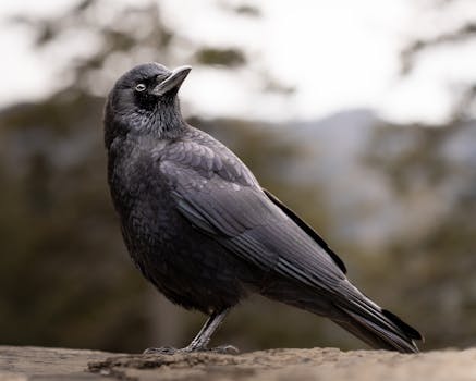 Close-up of a raven in the wild, showcasing its sleek black plumage.