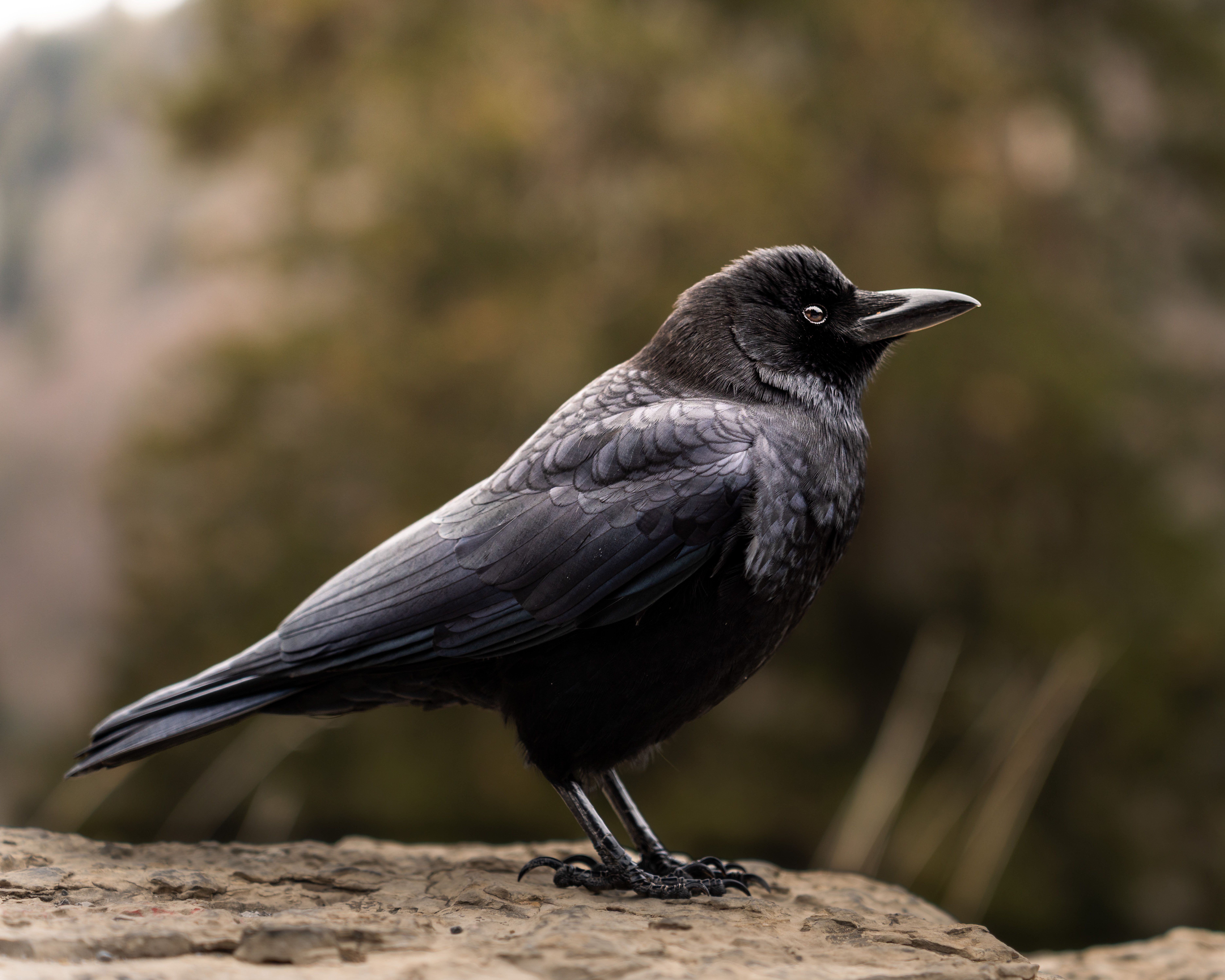 How intelligent is a raven? - The Institute for Environmental Research ...