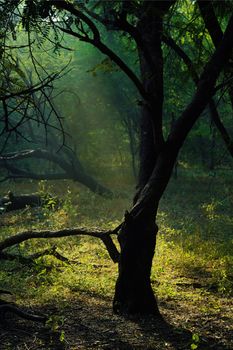 Image by Ankit Rainloure